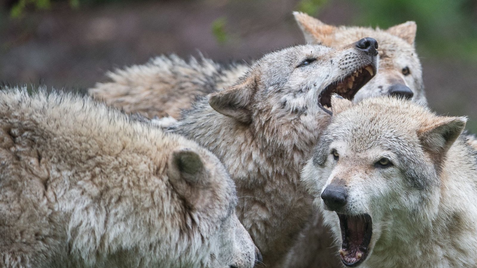 In den vergangenen Wochen töteten Wölfe in Baden-Württemberg mehrere Rinder und Schafe.Foto: dpa/Sebastian Gollnow