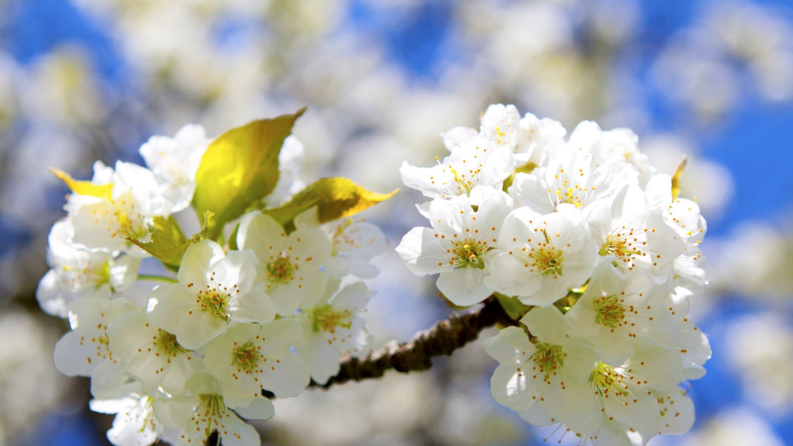 Wann wird es wieder wärmer? Ein Überblick über die aktuelle Wetterlage in Deutschland und die Aussichten für die kommenden Tage.Foto: Jopics / Shutterstock.com