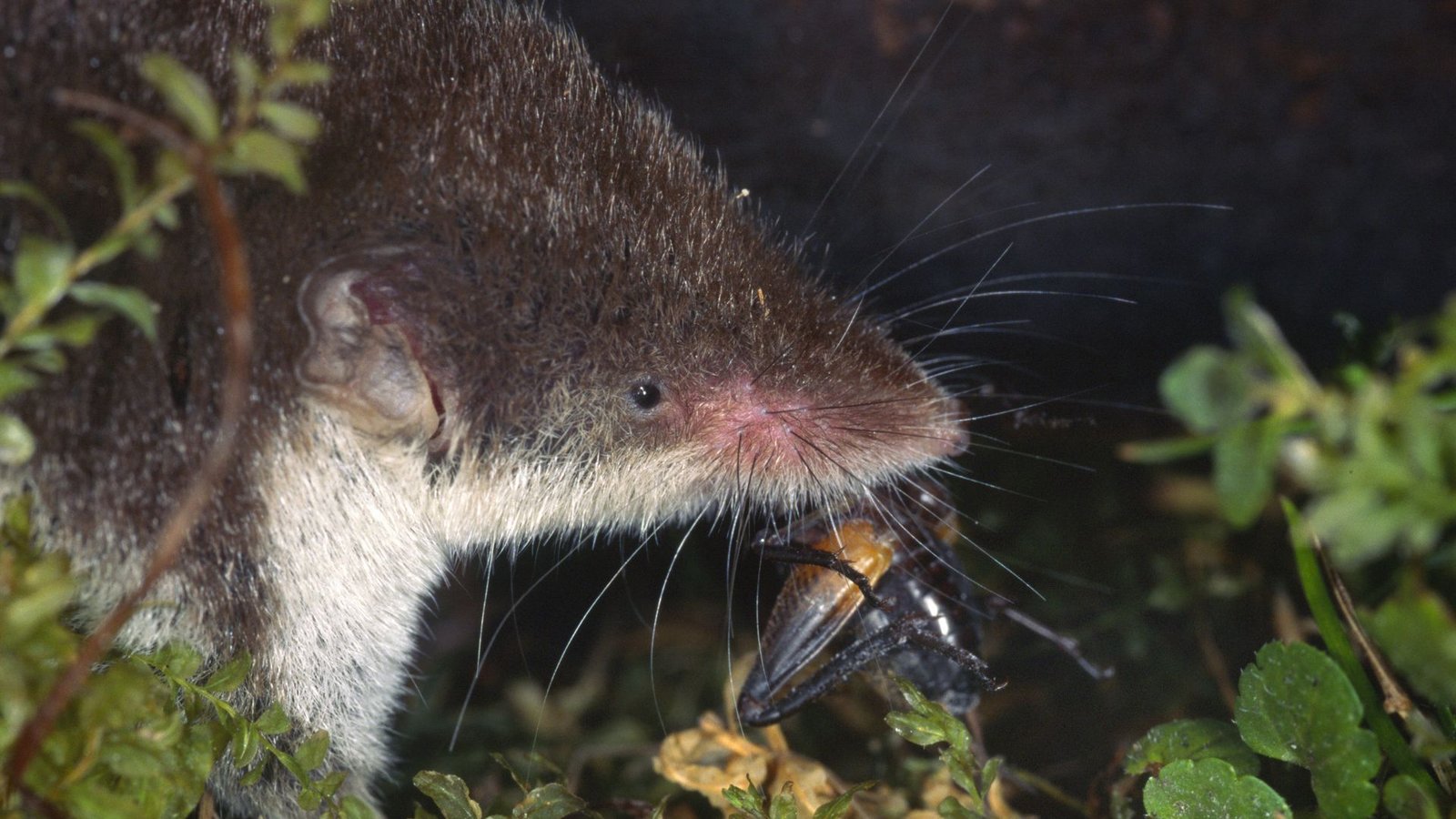 Einziger bekannter Wirt des Erregers ist die Feldspitzmaus.Foto: IMAGO/blickwinkel/IMAGO/W. Willner