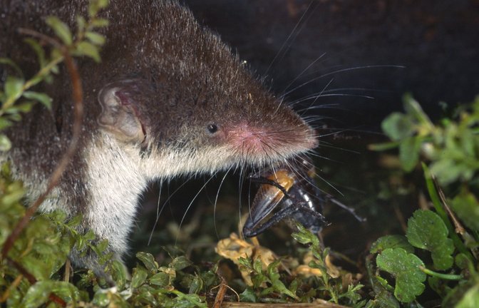 Einziger bekannter Wirt des Erregers ist die Feldspitzmaus.<span class='image-autor'>Foto: IMAGO/blickwinkel/IMAGO/W. Willner</span>