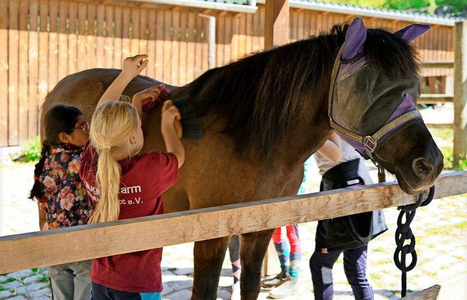 Das augenkranke Pferd Wabik beim erholt sich auf der Stuttgarter Jugendfarm Freiberg/Rot.<span class='image-autor'>Foto: Jugendfarm Freiberg/Rot</span>