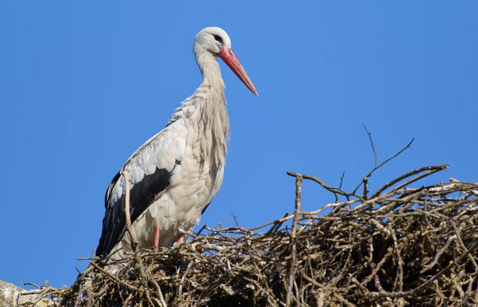 Ein Weißstorch (Ciconia ciconia)  (Archivbild)<span class='image-autor'>Foto: Imago/Imagebroker</span>