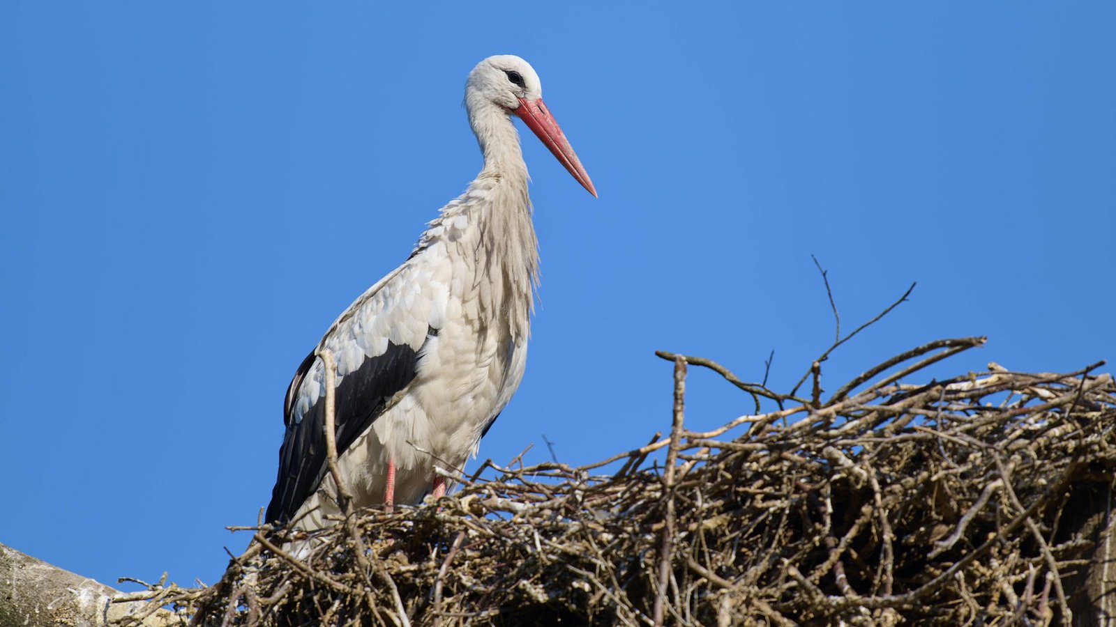 Ein Weißstorch (Ciconia ciconia)  (Archivbild)Foto: Imago/Imagebroker