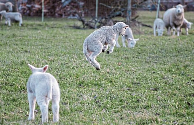 Trotz Kälte: Dieses Lamm, das Werner Frey aus Ensingen fotografiert hat, scheint den nahen Frühling zu spüren.