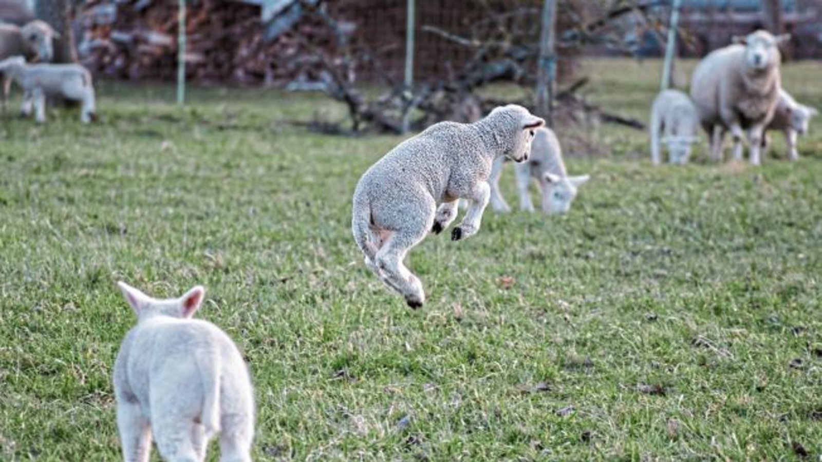 Trotz Kälte: Dieses Lamm, das Werner Frey aus Ensingen fotografiert hat, scheint den nahen Frühling zu spüren. Trotz Kälte: Dieses Lamm, das Werner Frey aus Ensingen fotografiert hat, scheint den nahen Frühling zu spüren.