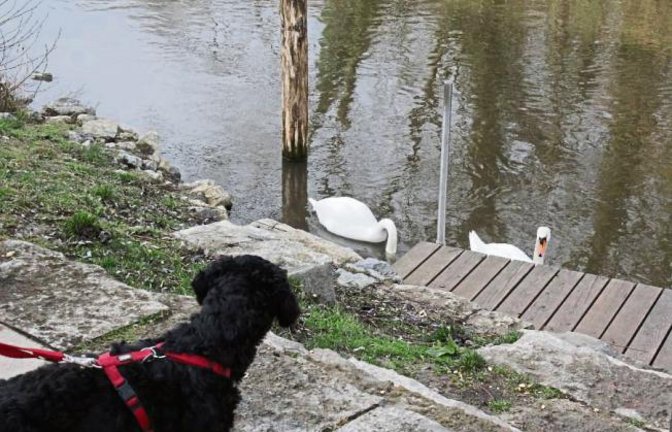 Ein Schwanenjäger mitten in Vaihingen? Nein, nur Hund Benny, der die weißen Federtiere fest im Blick hat.  Foto: Lung