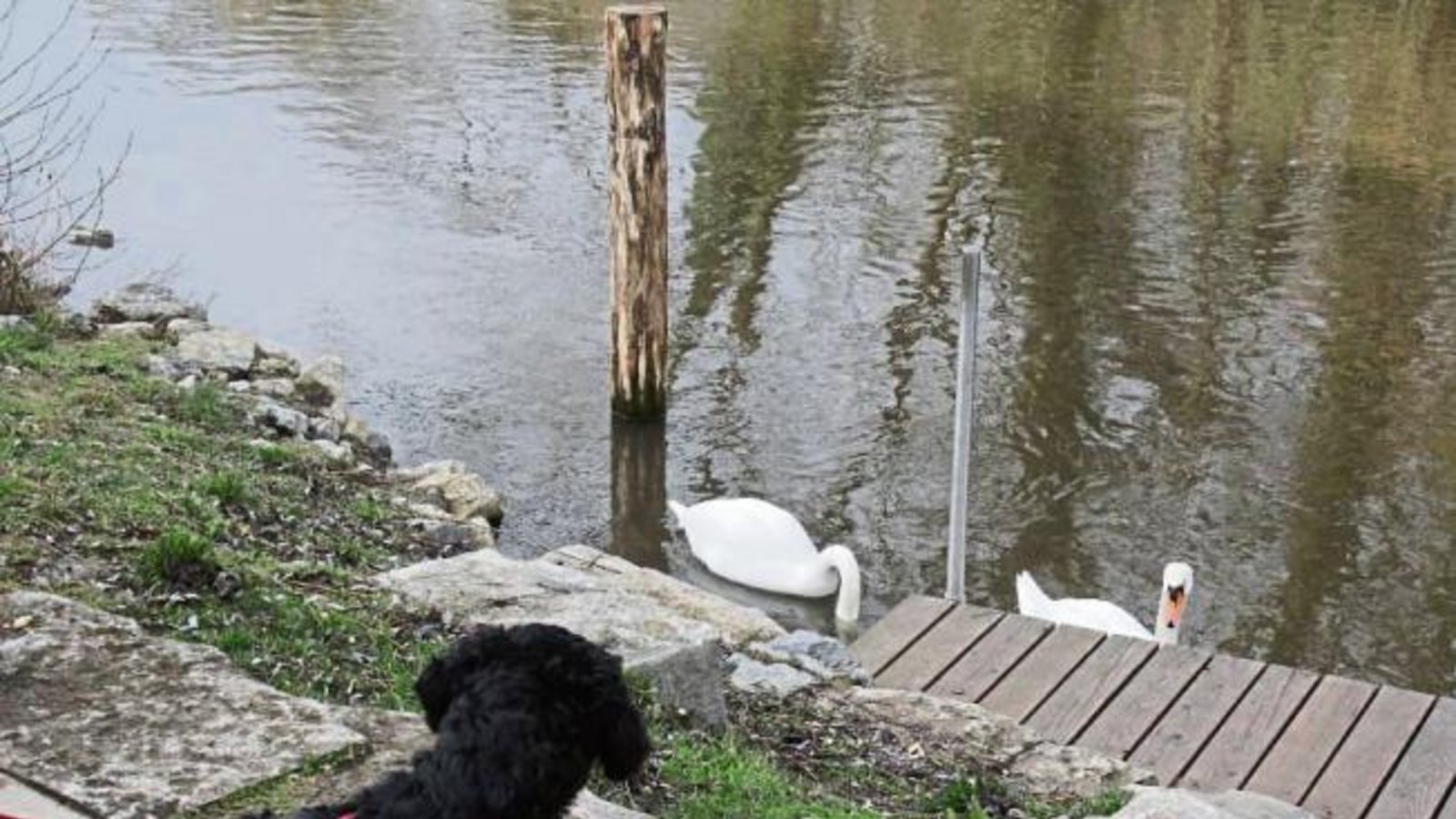 Ein Schwanenjäger mitten in Vaihingen? Nein, nur Hund Benny, der die weißen Federtiere fest im Blick hat. Foto: Lung Ein Schwanenjäger mitten in Vaihingen? Nein, nur Hund Benny, der die weißen Federtiere fest im Blick hat. Foto: Lung