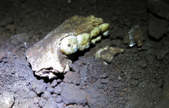 Fossiler Unterkiefer von Homo naledi, aufgenommen während paläoanthropologischer Forschungsarbeiten in der „Cradle of Humankind“ (Wiege der Menschheit). Er ist Teil laufender Untersuchungen zur Anatomie und Evolution dieser ausgestorbenen Homininenart.<span class='image-autor'>© Mathew Berger</span>