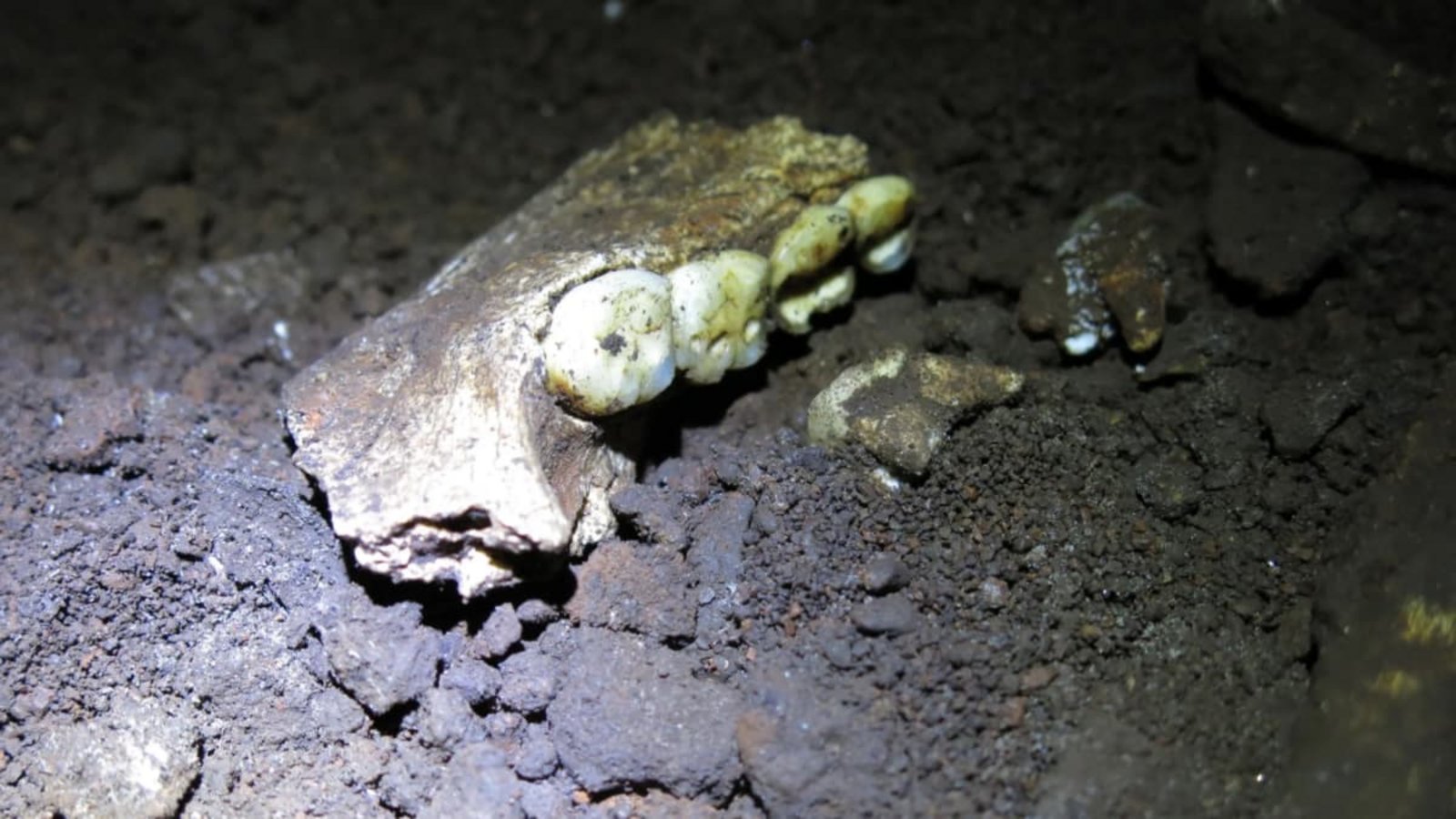 Fossiler Unterkiefer von Homo naledi, aufgenommen während paläoanthropologischer Forschungsarbeiten in der „Cradle of Humankind“ (Wiege der Menschheit). Er ist Teil laufender Untersuchungen zur Anatomie und Evolution dieser ausgestorbenen Homininenart.© Mathew Berger Fossiler Unterkiefer von Homo naledi, aufgenommen während paläoanthropologischer Forschungsarbeiten in der „Cradle of Humankind“ (Wiege der Menschheit). Er ist Teil laufender Untersuchungen zur Anatomie und Evolution dieser ausgestorbenen Homininenart.© Mathew Berger
