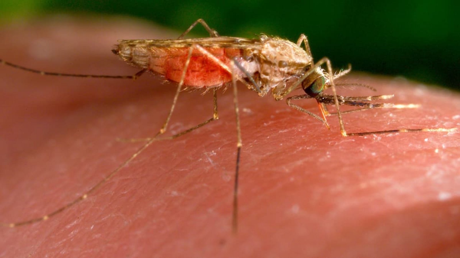 Eine weibliche Anopheles-gambiae-Mücke bei der Nahrungsaufnahme.James Gathany/AP/dpa Eine weibliche Anopheles-gambiae-Mücke bei der Nahrungsaufnahme.James Gathany/AP/dpa