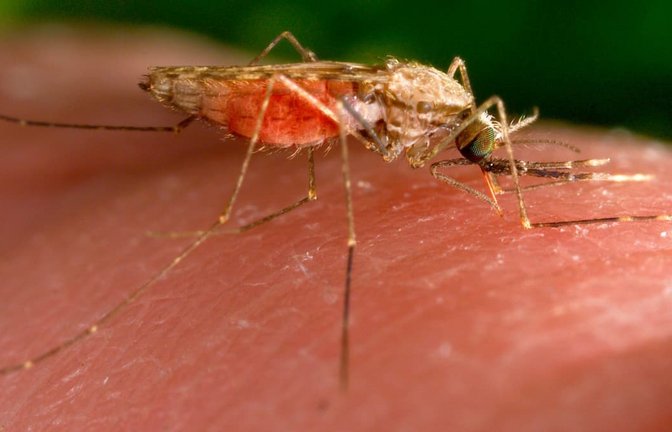 Eine weibliche Anopheles-gambiae-Mücke bei der Nahrungsaufnahme.<span class='image-autor'>James Gathany/AP/dpa</span>