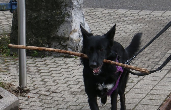 Ohne „Stöckchen“ geht diese Vaihinger Hündin schon mal gar nicht Gassi. <span class='image-autor'>Foto: Rücker</span>
