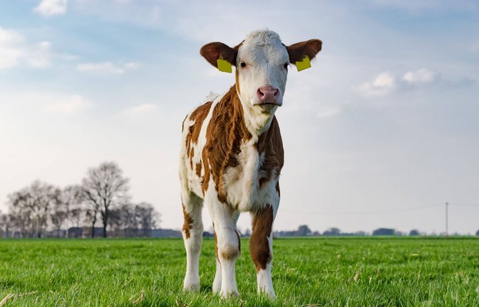 Ein Kalb pro Jahr bekommen Milchkühe in der Regel – so groß ist die Nachfrage nach Kalbfleisch aber nicht.<span class='image-autor'>Foto: imago/Countrypixel</span>