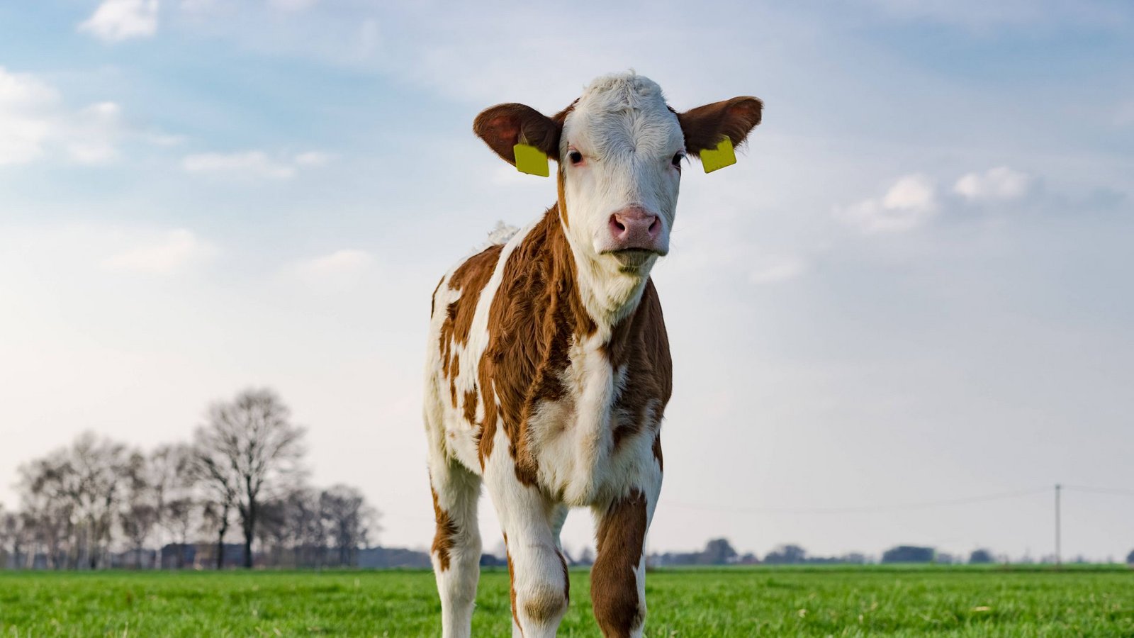 Ein Kalb pro Jahr bekommen Milchkühe in der Regel – so groß ist die Nachfrage nach Kalbfleisch aber nicht.Foto: imago/Countrypixel