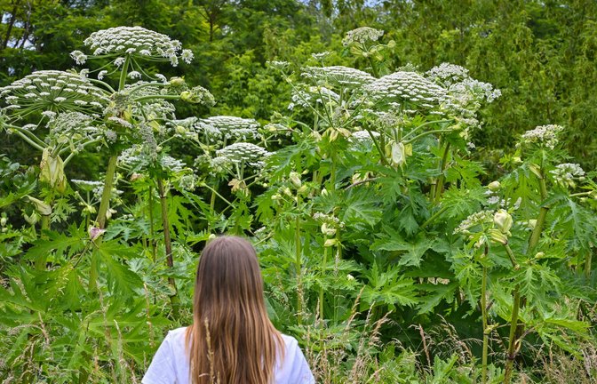 Ein Mädchen steht an einem Waldrand vor Pflanzen der Art Riesen-Bärenklau auch als Herkulesstaude bekannt. Wanderer und Spaziergänger sollten sich vor dem Riesen-Bärenklau in Acht nehmen.<span class='image-autor'>Foto: dpa/Patrick Pleul</span>