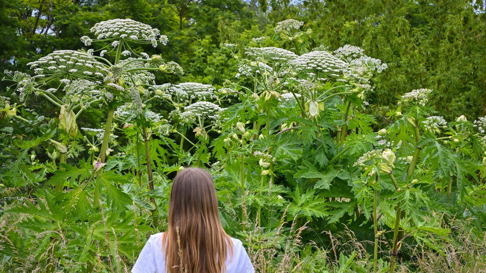 Ein Mädchen steht an einem Waldrand vor Pflanzen der Art Riesen-Bärenklau auch als Herkulesstaude bekannt. Wanderer und Spaziergänger sollten sich vor dem Riesen-Bärenklau in Acht nehmen.Foto: dpa/Patrick Pleul Ein Mädchen steht an einem Waldrand vor Pflanzen der Art Riesen-Bärenklau auch als Herkulesstaude bekannt. Wanderer und Spaziergänger sollten sich vor dem Riesen-Bärenklau in Acht nehmen.Foto: dpa/Patrick Pleul