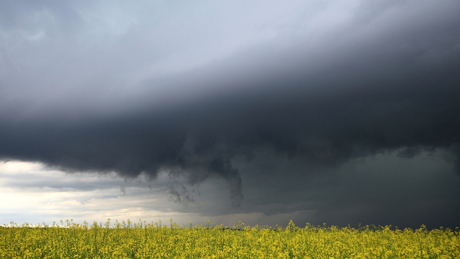 irchheim am Ries: Dunkle Gewitterwolken ziehen hinter einem blühenden Rapsfeld auf.Foto: dpa/Alexander Wolf
