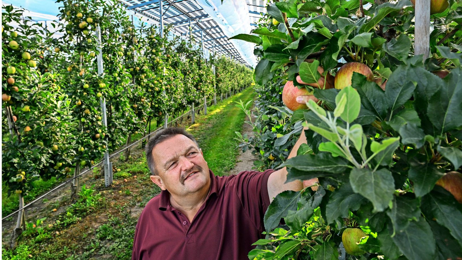 Hubert Bernhard mit einem seiner von der Sonne nur halb verwöhnten Bodensee-Äpfeln.Foto: picture alliance/dpa Hubert Bernhard mit einem seiner von der Sonne nur halb verwöhnten Bodensee-Äpfeln.Foto: picture alliance/dpa