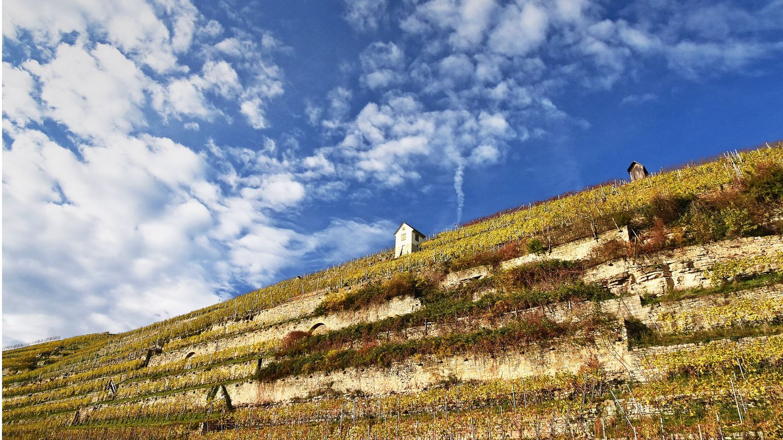 Eine echte Steillage: Das Weinbaugebiet Katzenbeißer bei Lauffen.Foto: Werner Sippel Eine echte Steillage: Das Weinbaugebiet Katzenbeißer bei Lauffen.Foto: Werner Sippel