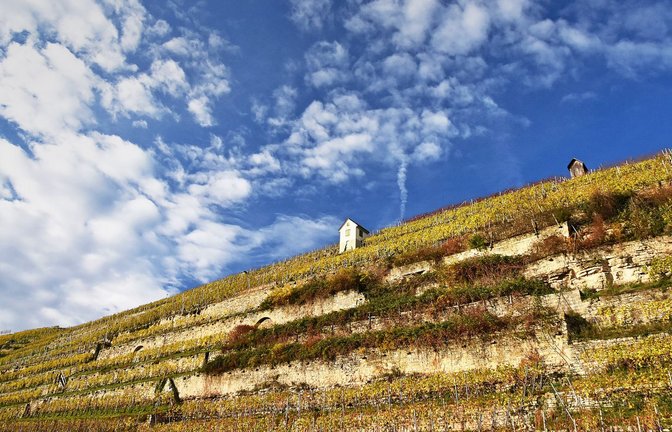 Eine echte Steillage: Das Weinbaugebiet Katzenbeißer bei Lauffen.<span class='image-autor'>Foto: Werner Sippel</span>
