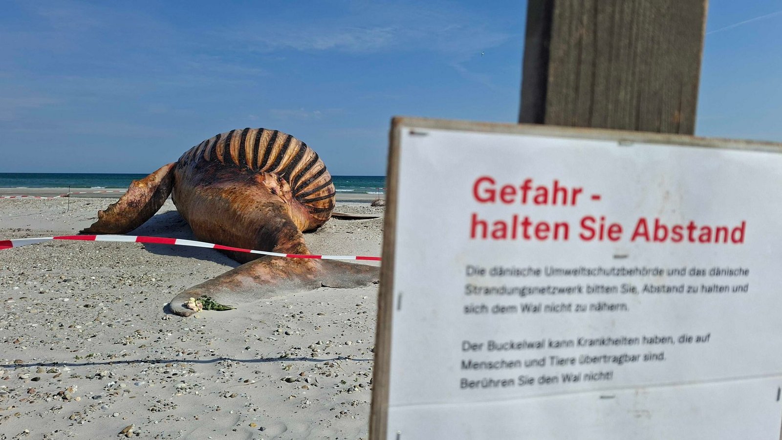 Neugierige dürfen bei der Obduktion des Buckelwals dabei sein - aber nur mit Sicherheitsabstand.Foto: Kai Moorschlatt/dpa Neugierige dürfen bei der Obduktion des Buckelwals dabei sein - aber nur mit Sicherheitsabstand.Foto: Kai Moorschlatt/dpa