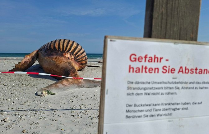 Neugierige dürfen bei der Obduktion des Buckelwals dabei sein - aber nur mit Sicherheitsabstand.<span class='image-autor'>Foto: Kai Moorschlatt/dpa</span>