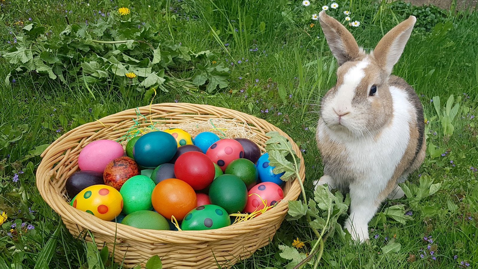 Die Chancen, am Ostersonntag im Garten bunte Eiern suchen zu können, stehen gar nicht einmal so schlecht.Foto: Birgit Egarter/APA/dpa/Birgit Egarter Die Chancen, am Ostersonntag im Garten bunte Eiern suchen zu können, stehen gar nicht einmal so schlecht.Foto: Birgit Egarter/APA/dpa/Birgit Egarter