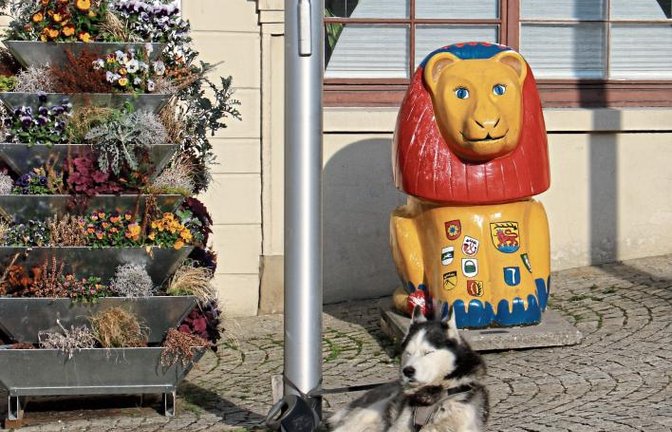 Wie gut, dass wenigstens die Großkatze aufs Vaihinger Rathaus aufpasst – wenn schon der Hund in der Sonne döst. Foto: Rücker