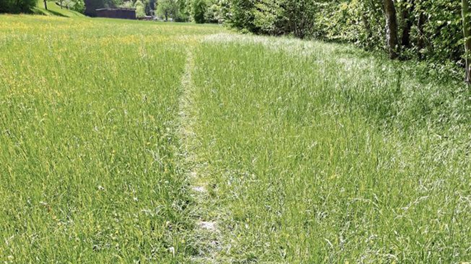 Auch wenn’s vielleicht bequem ist … Die Naturschutzabteilung der Stadt Vaihingen bittet darum, private Wiesen nicht als Trampelpfad zu benutzen. Das Mähgut wird oft als Tiernahrung verwendet und Wildtiere werden gestört. Deshalb bitte künftig die offiziellen Feldwege nutzen! Foto: p Auch wenn’s vielleicht bequem ist … Die Naturschutzabteilung der Stadt Vaihingen bittet darum, private Wiesen nicht als Trampelpfad zu benutzen. Das Mähgut wird oft als Tiernahrung verwendet und Wildtiere werden gestört. Deshalb bitte künftig die offiziellen Feldwege nutzen! Foto: p