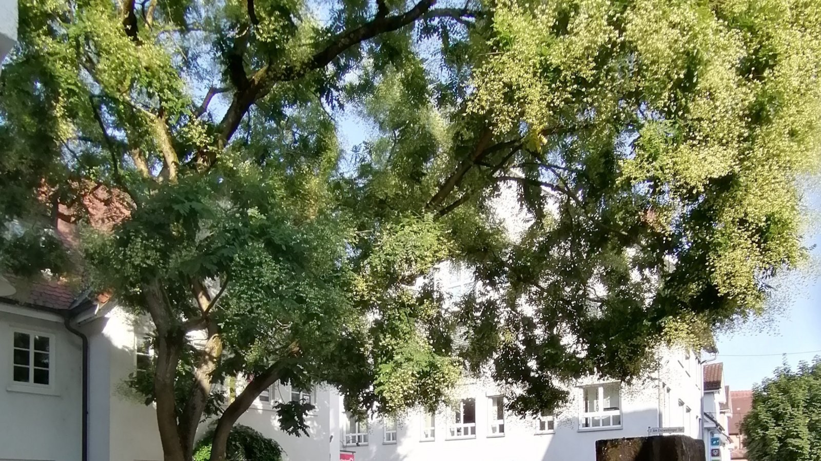Am Vaihinger Bürgerbrunnen sorgt der Baum für einen grünen Teppich. Foto: Banholzer
