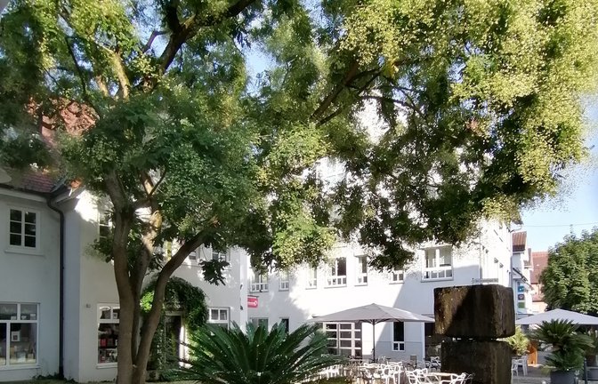 Am Vaihinger Bürgerbrunnen sorgt der Baum für einen grünen Teppich. <span class='image-autor'>Foto: Banholzer</span>