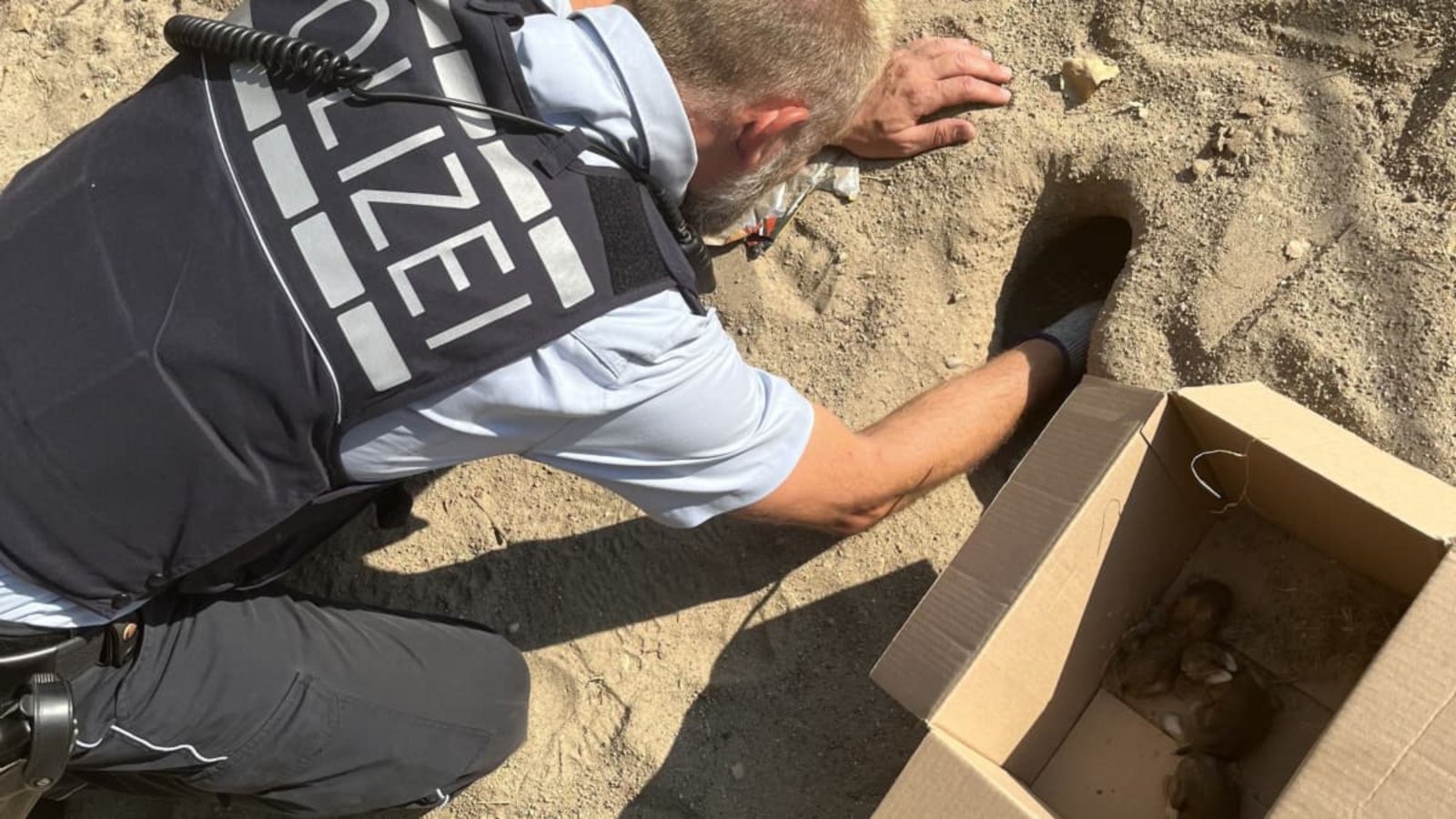 Ohne Mutter werden vier kleine Kaninchenbabys auf einem Spielplatz gefunden.Handout / Berlin/Polizei Freiburg/dpa Ohne Mutter werden vier kleine Kaninchenbabys auf einem Spielplatz gefunden.Handout / Berlin/Polizei Freiburg/dpa