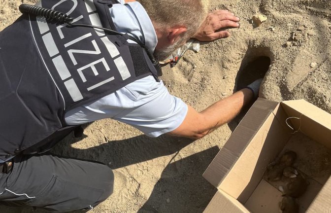 Ohne Mutter werden vier kleine Kaninchenbabys auf einem Spielplatz gefunden.<span class='image-autor'>Handout / Berlin/Polizei Freiburg/dpa</span>