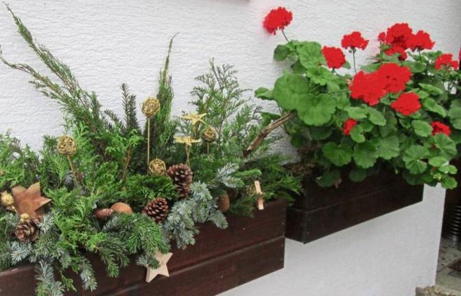 Die letzten Geranien freuen sich in Nussdorf über den Advent.  Foto: Zink