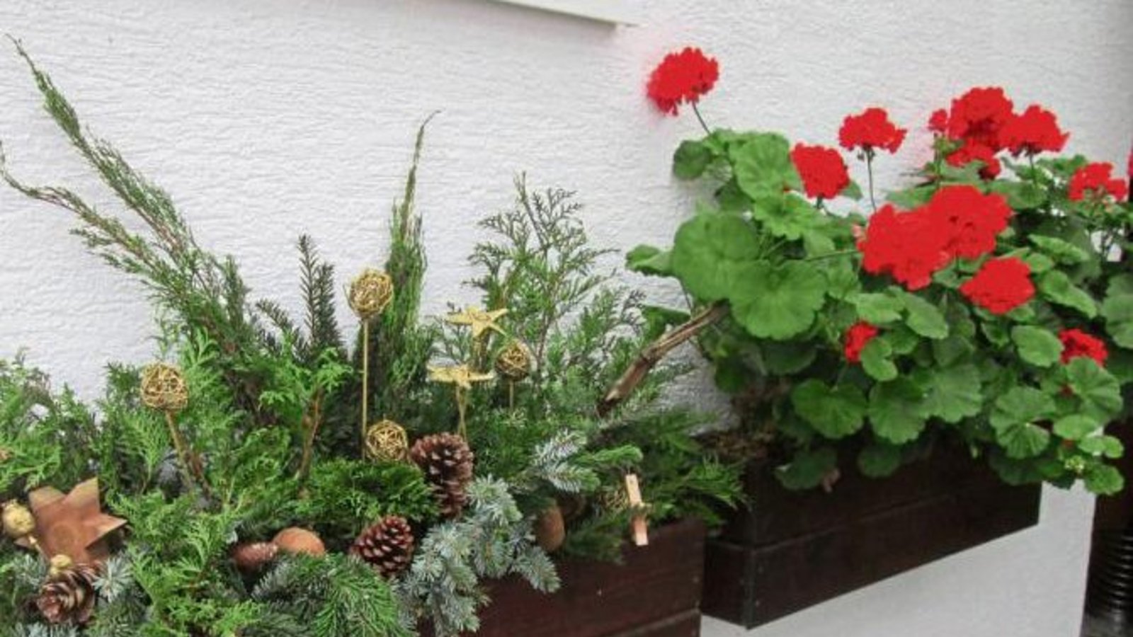 Die letzten Geranien freuen sich in Nussdorf über den Advent.  Foto: Zink