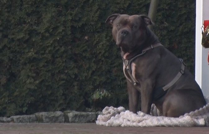 Ein Hund der Rasse American Bulldog sitzt auf einer Decke (Archivfoto). Eine Spaziergängerin hatte einen leblosen Mann in einem Straßengraben entdeckt. Rettungskräfte konnten nur noch den Tod des 33-Jährigen feststellen, der auch der Hundehalter war.<span class='image-autor'>Foto: Ulf Zurlutter/Nord-West-Media/dpa</span>