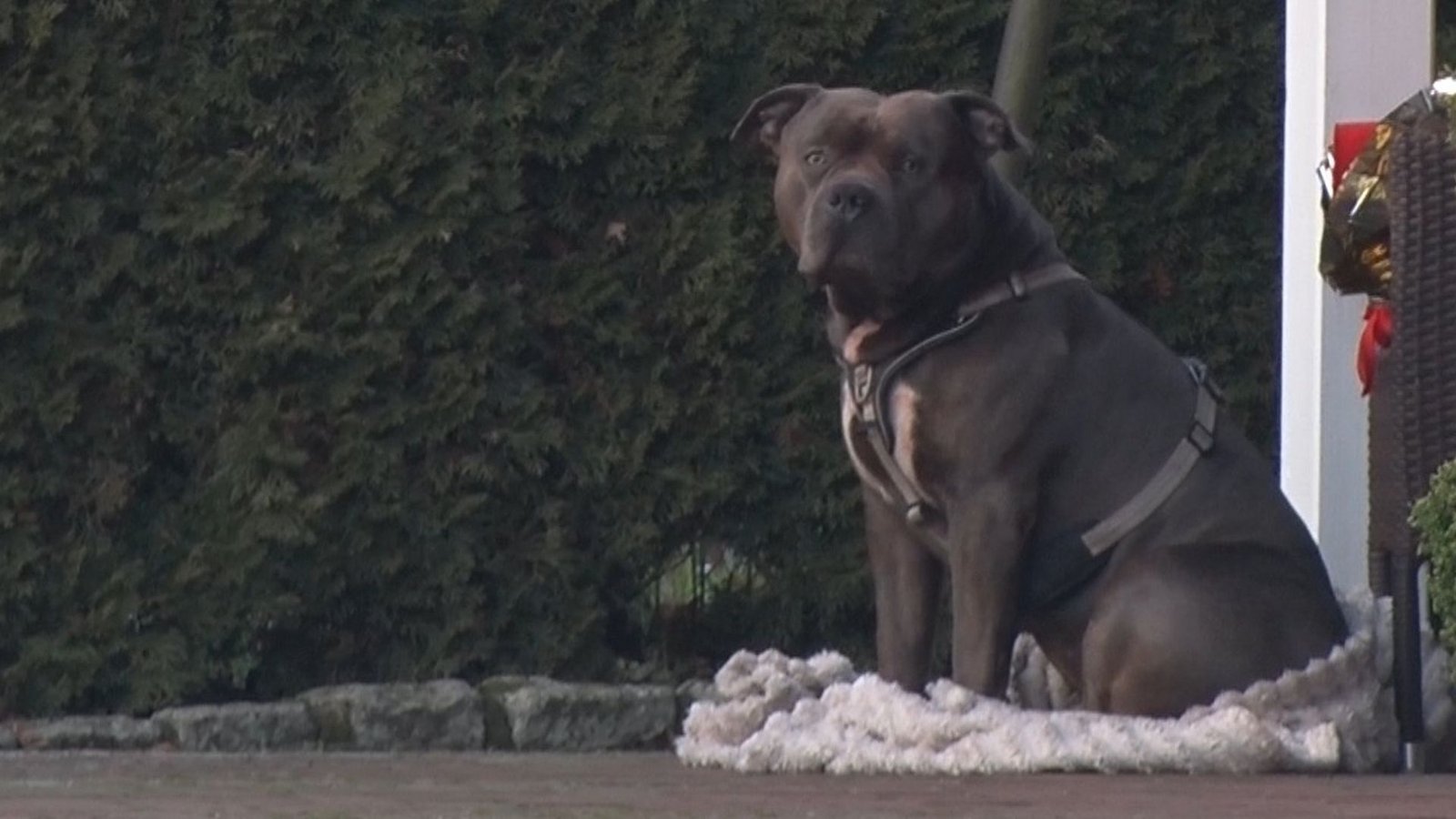 Ein Hund der Rasse American Bulldog sitzt auf einer Decke (Archivfoto). Eine Spaziergängerin hatte einen leblosen Mann in einem Straßengraben entdeckt. Rettungskräfte konnten nur noch den Tod des 33-Jährigen feststellen, der auch der Hundehalter war.Foto: Ulf Zurlutter/Nord-West-Media/dpa Ein Hund der Rasse American Bulldog sitzt auf einer Decke (Archivfoto). Eine Spaziergängerin hatte einen leblosen Mann in einem Straßengraben entdeckt. Rettungskräfte konnten nur noch den Tod des 33-Jährigen feststellen, der auch der Hundehalter war.Foto: Ulf Zurlutter/Nord-West-Media/dpa