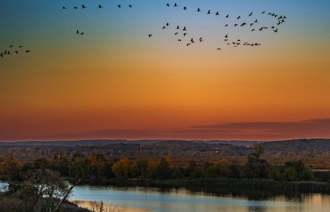 In Gefahr: Kraniche ziehen über die urwüchsige Flusslandschaft der Oder im Naturpark Unteres Odertal hinweg.<span class='image-autor'>Foto: picture alliance/dpa/dpa-Zentralbild/Patrick Pleul</span>