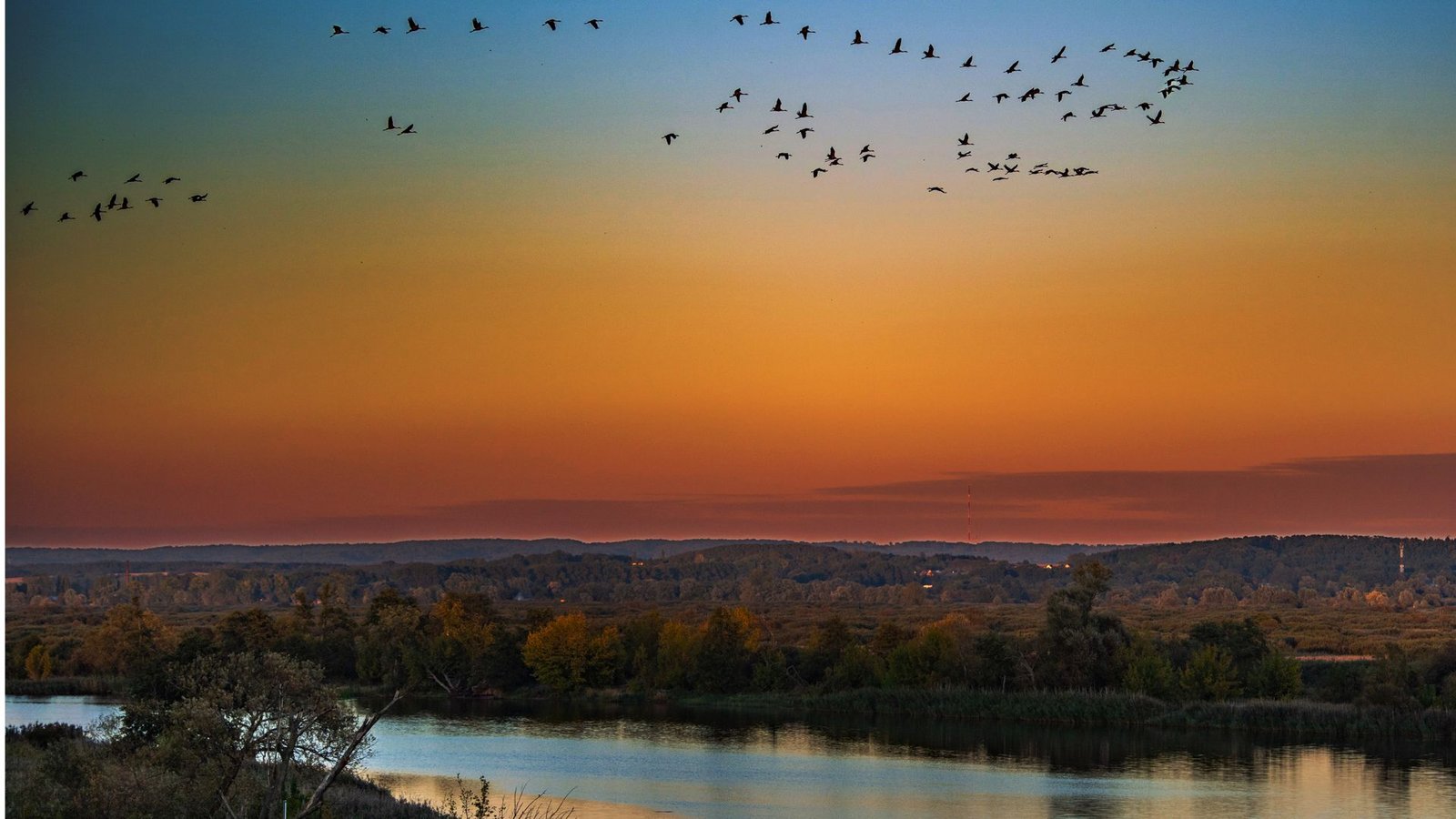 In Gefahr: Kraniche ziehen über die urwüchsige Flusslandschaft der Oder im Naturpark Unteres Odertal hinweg.Foto: picture alliance/dpa/dpa-Zentralbild/Patrick Pleul