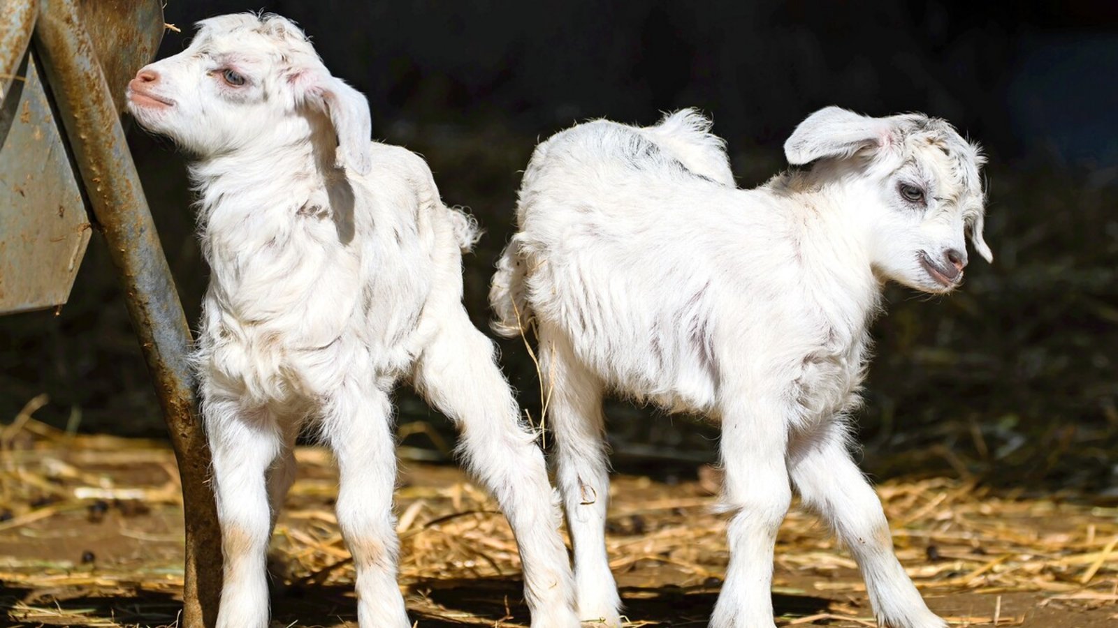 Die vor kurzem neu geborenen Kaschmirziegen in der Wilhelma erkunden bereits ihre Umgebung.Foto: Wilhelma Stuttgart/Birger Meierjohann