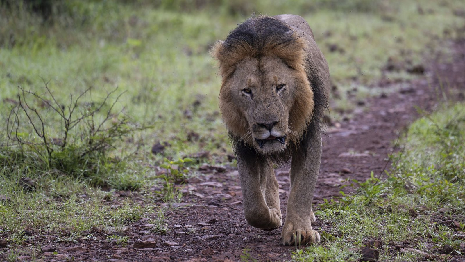 Bei dem Löwen handelte es sich um ein männliches Exemplar. (Symbolfoto)Foto: IMAGO/imagebroker/IMAGO/imageBROKER/Günter Lenz Bei dem Löwen handelte es sich um ein männliches Exemplar. (Symbolfoto)Foto: IMAGO/imagebroker/IMAGO/imageBROKER/Günter Lenz