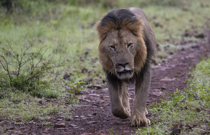 Bei dem Löwen handelte es sich um ein männliches Exemplar. (Symbolfoto)<span class='image-autor'>Foto: IMAGO/imagebroker/IMAGO/imageBROKER/Günter Lenz</span>