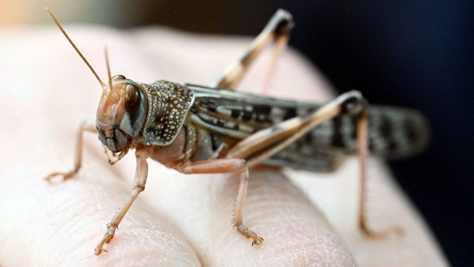Wanderheuschrecken dienen hierzulande häufig als Futtertiere.Foto: Uli Deck/dpa