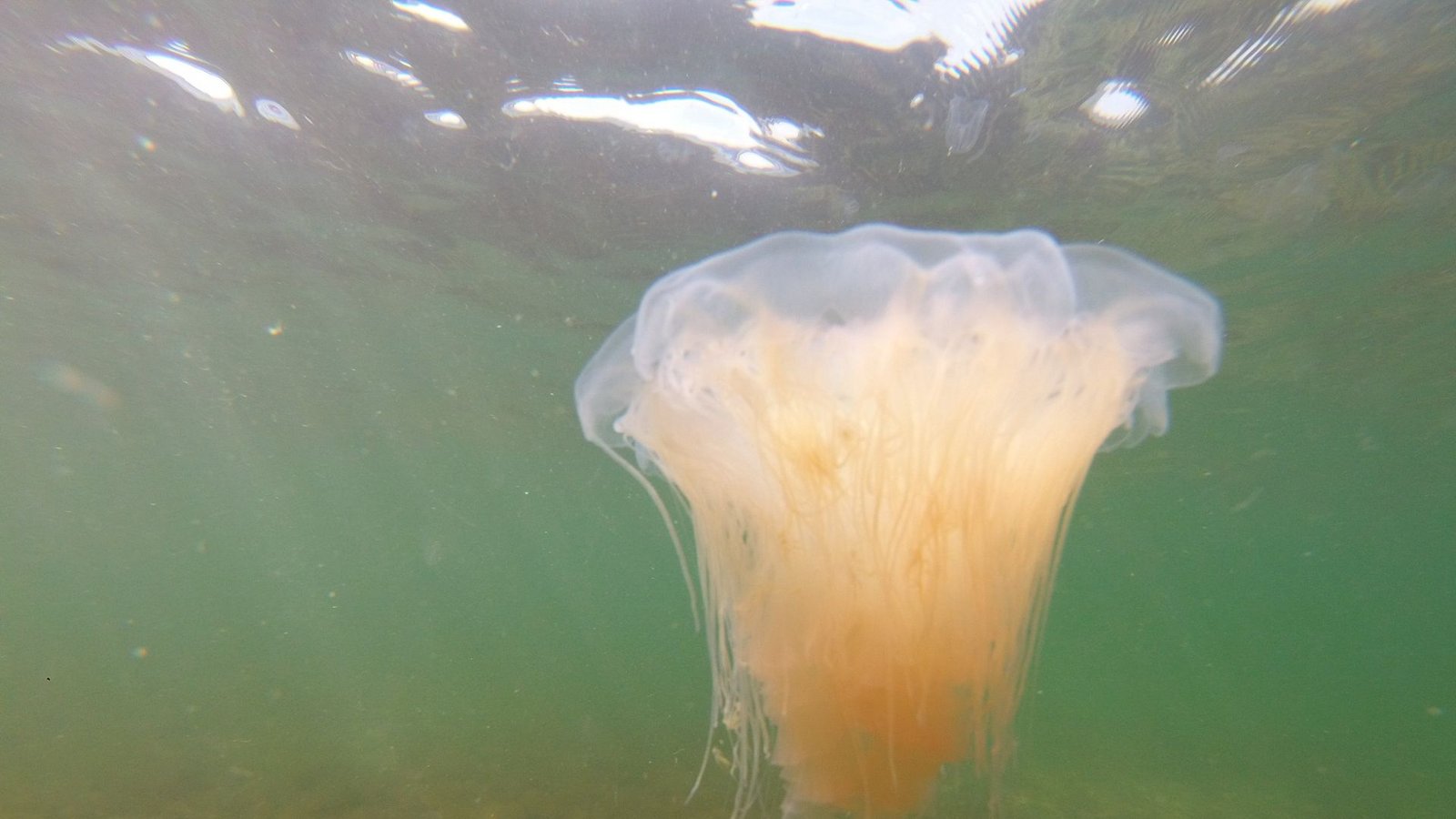 Feuerquallen schießen aus Nesselkapseln an ihren Tentakeln winzig kleine Harpunen mit einem giftigen Cocktail ab.Foto: dpa/Thomas Müller Feuerquallen schießen aus Nesselkapseln an ihren Tentakeln winzig kleine Harpunen mit einem giftigen Cocktail ab.Foto: dpa/Thomas Müller