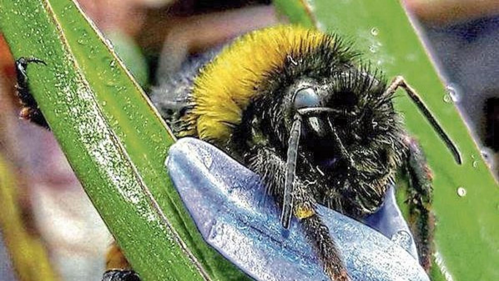 Vom Auricher Asphalt geklaubt und an den Blaustern gehängt wird die Humme,l noch etwas starr von der morgendlichen Kälte, zum prima Fotomotiv. Foto: Rücker Vom Auricher Asphalt geklaubt und an den Blaustern gehängt wird die Humme,l noch etwas starr von der morgendlichen Kälte, zum prima Fotomotiv. Foto: Rücker