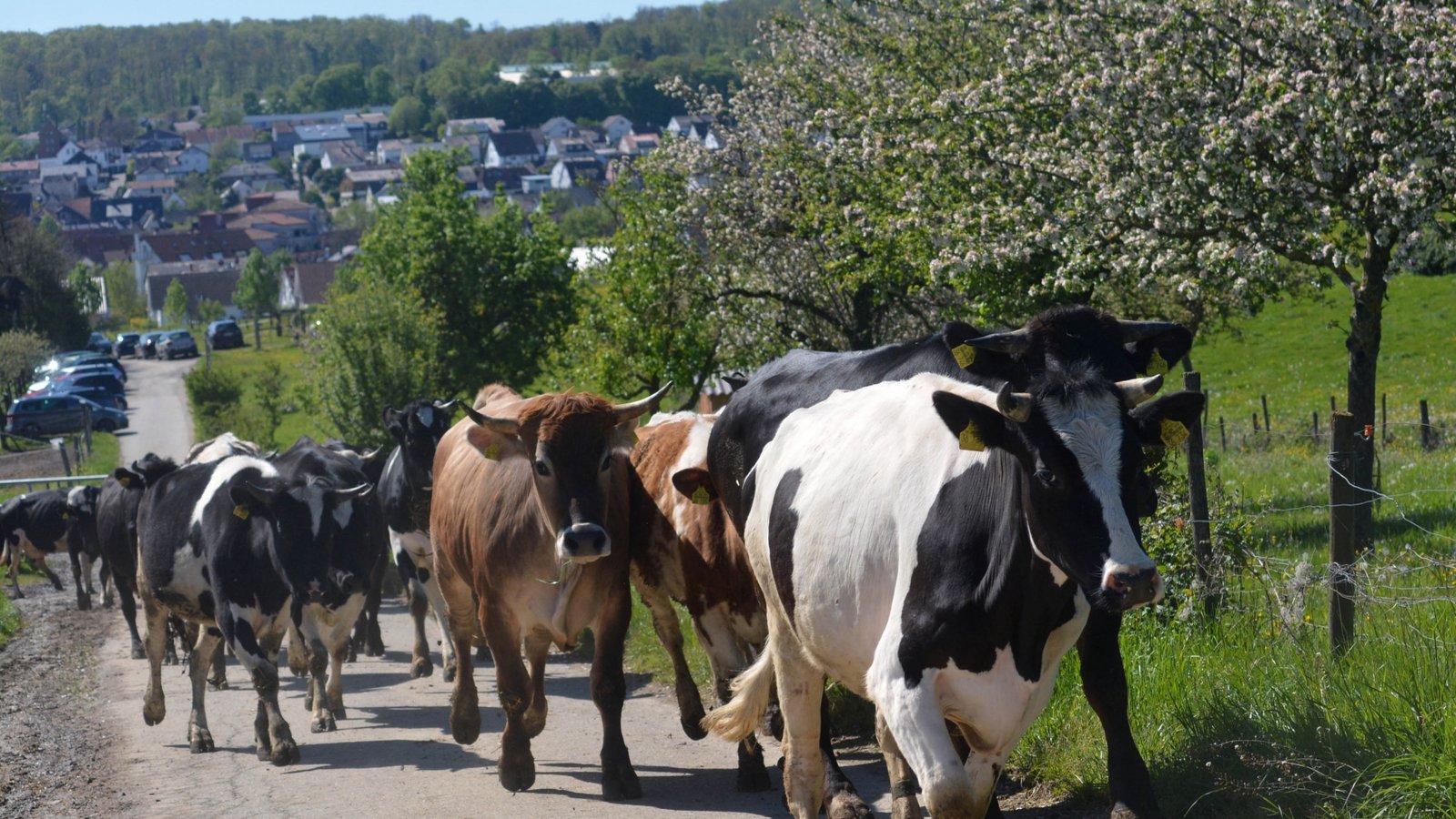 Die Kühe haben es eilig, auf die Weide zu kommen.  Fotos: Stahlfeld