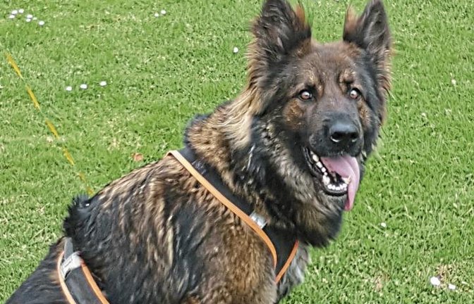 Die vierjährige Badira wurde aus ihrem Zwinger in Hochdorf entwendet.  Foto: p
