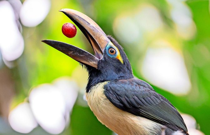 Die Jungvögel im Amazonienhaus der Wilhelma können sogar schon geschickt Trauben in die Luft werfen und auf einmal verschlingen.<span class='image-autor'>Foto: Wilhelma Stuttgart/Birger Meierjohann</span>