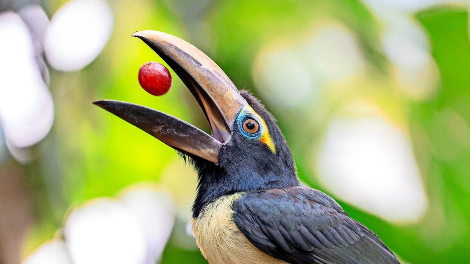 Die Jungvögel im Amazonienhaus der Wilhelma können sogar schon geschickt Trauben in die Luft werfen und auf einmal verschlingen.Foto: Wilhelma Stuttgart/Birger Meierjohann Die Jungvögel im Amazonienhaus der Wilhelma können sogar schon geschickt Trauben in die Luft werfen und auf einmal verschlingen.Foto: Wilhelma Stuttgart/Birger Meierjohann