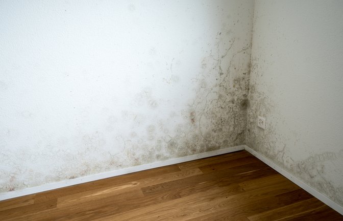 Schimmel hat unterschiedliche Erscheinungsbilder. Klicken Sie sich durch unsere Bildergalerie.<span class='image-autor'>Foto: makasana photo / shutterstock.com</span>